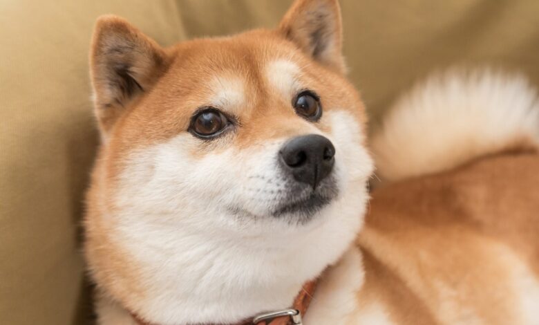 Can Dogecoin reach $1? | Motley Fool