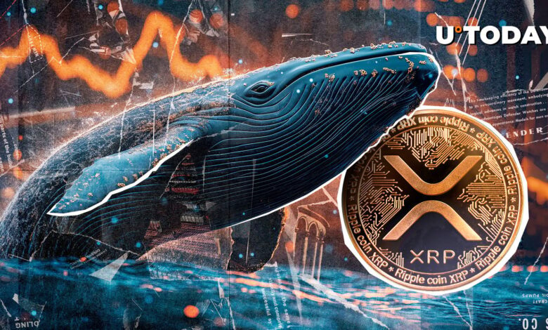 XRP whales are not interested in 40 % of the decrease: XRP Blockchain offers