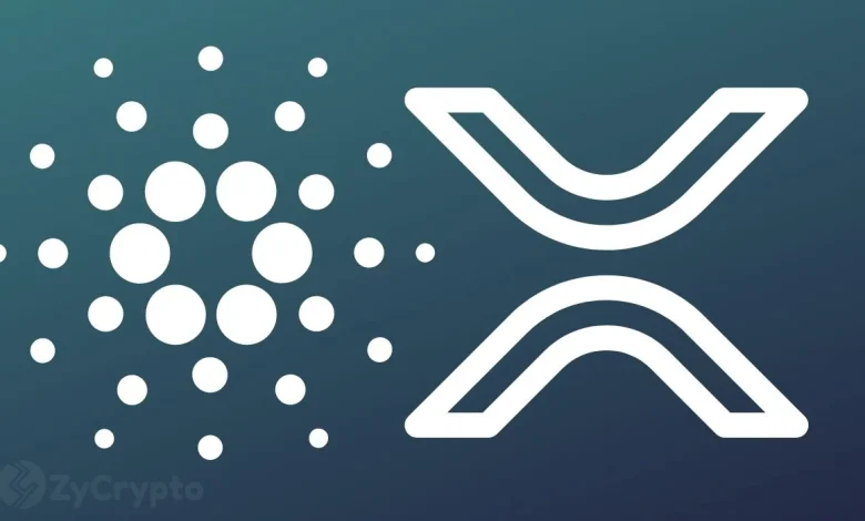 The Reply's Ripple's XRP and Cardano Reserve plan that interests the tremendous market interest - here is what to expect ⋆ Zycrypto